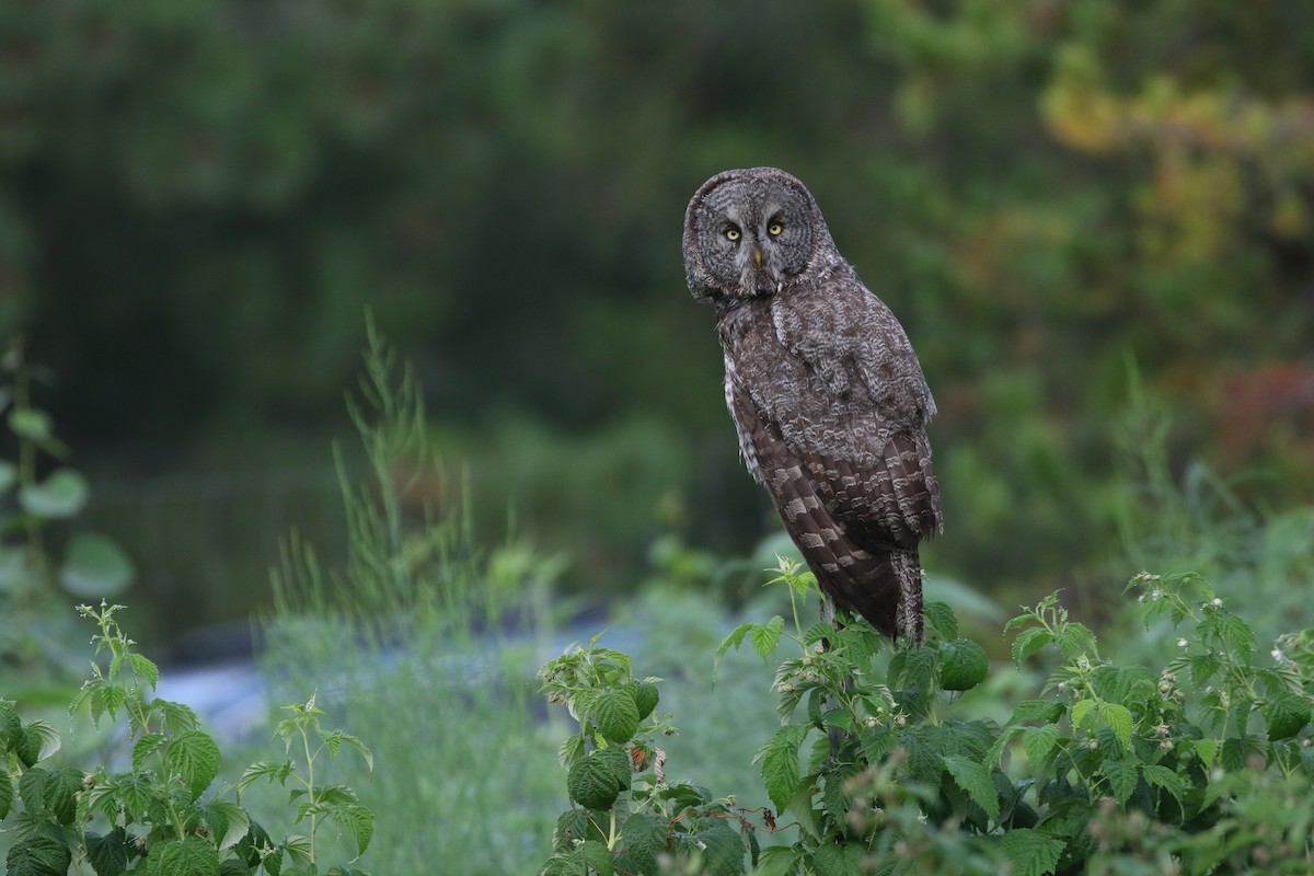 Great Gray Owl - ML641440508