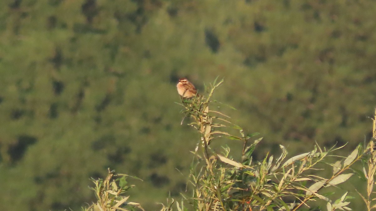 Whinchat - ML641440553