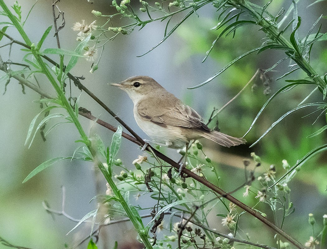 Booted Warbler - ML641440560