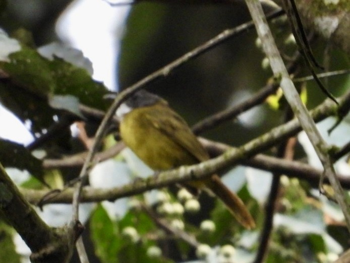 Red-tailed Greenbul - ML641440619