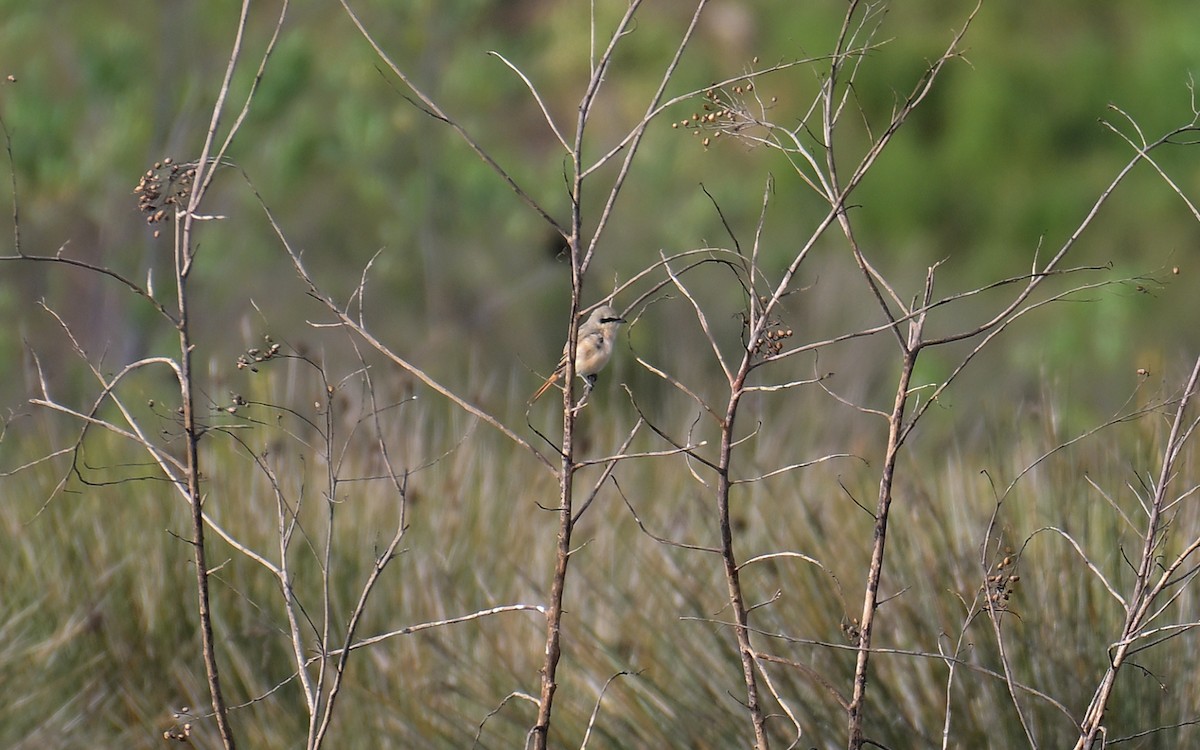 Isabelline Shrike - ML641440666