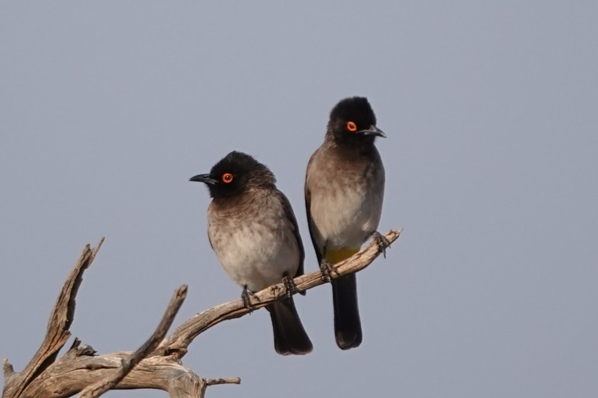 Black-fronted Bulbul - ML641440708