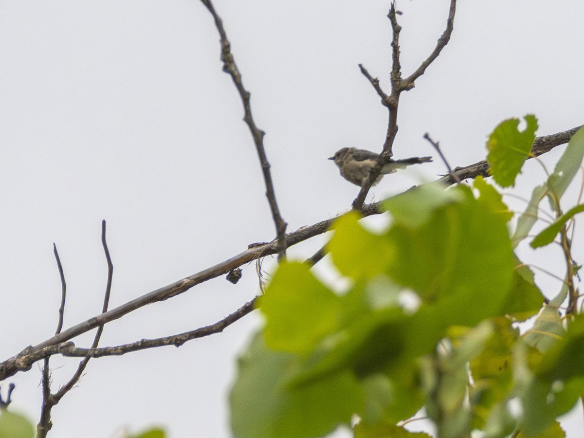 Bushtit - ML641440709