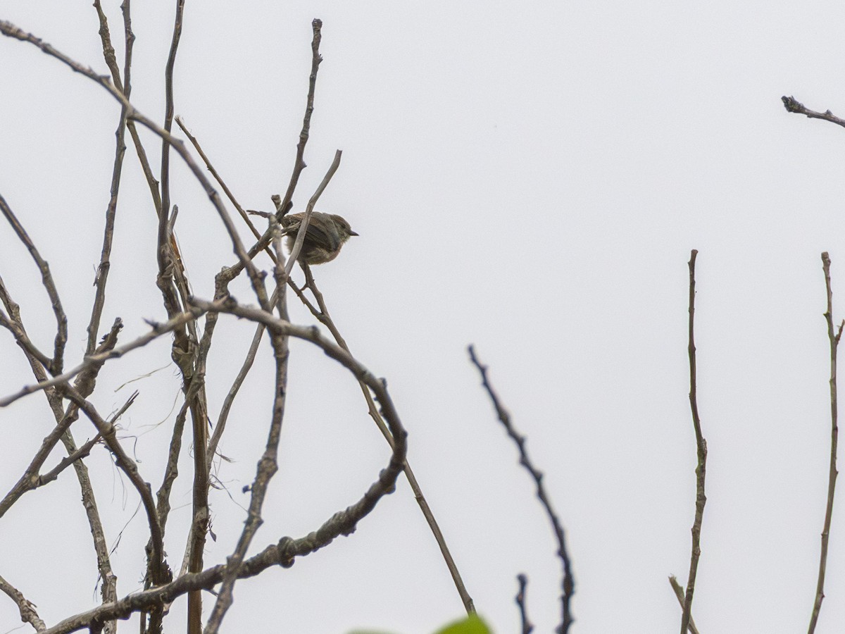 Bushtit - ML641440710