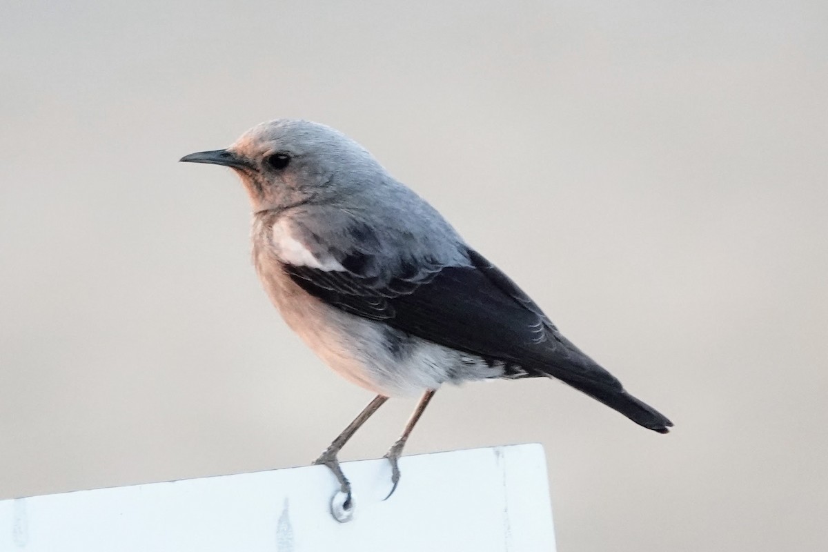 Mountain Chat - ML641440712