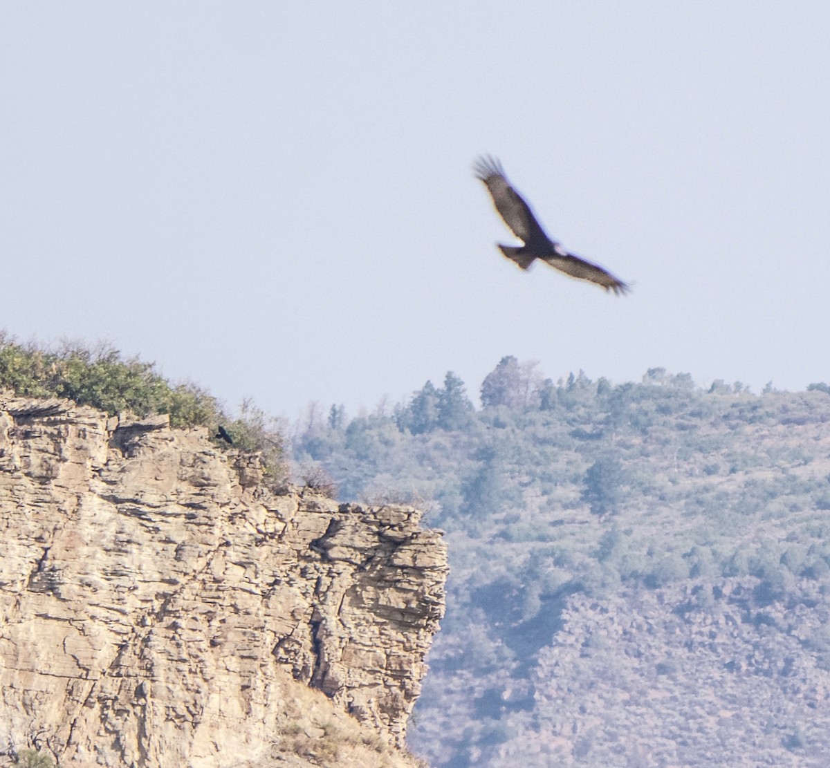 Turkey Vulture - ML641440713