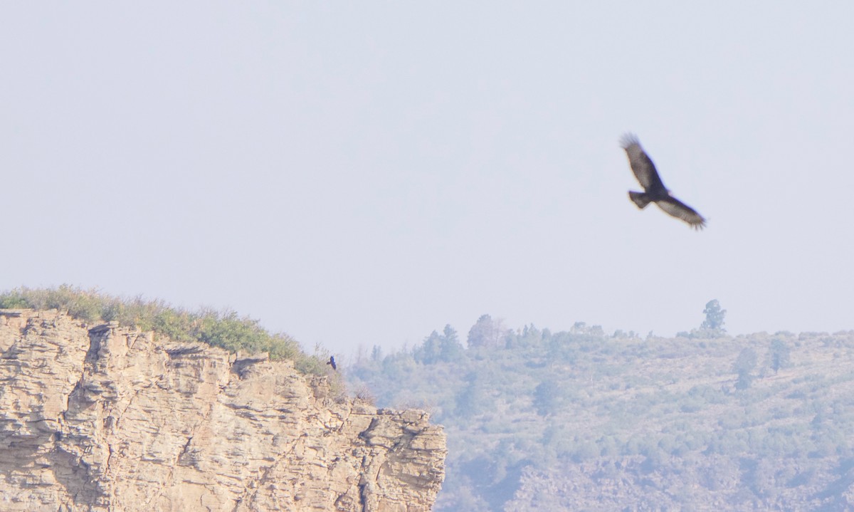 Turkey Vulture - ML641440714
