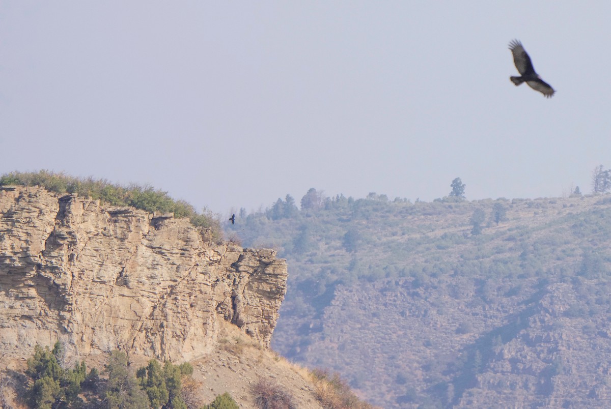 Turkey Vulture - ML641440715