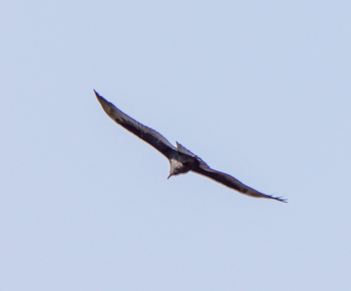 Turkey Vulture - ML641440716