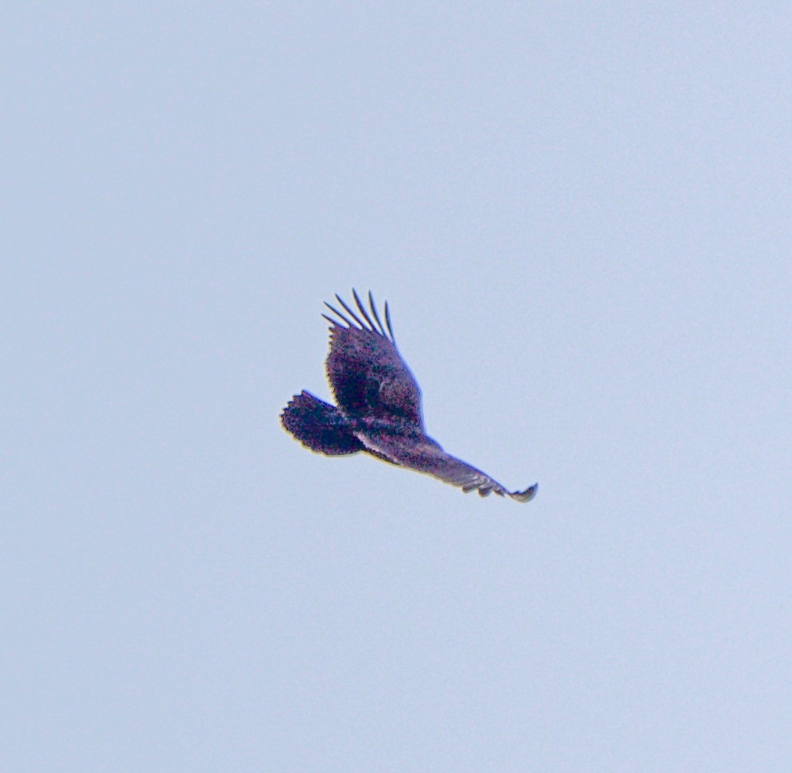 Turkey Vulture - ML641440717