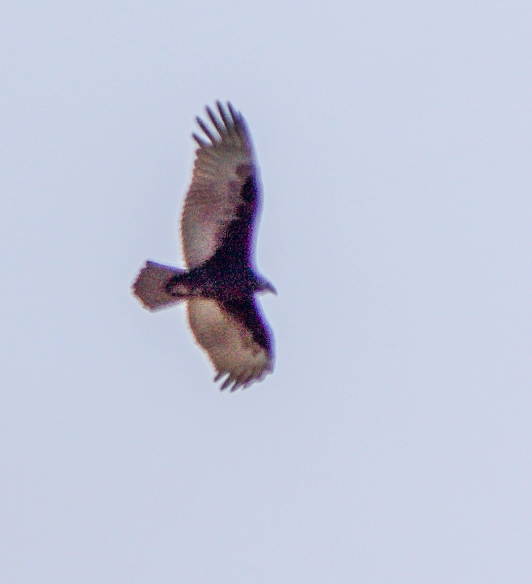 Turkey Vulture - ML641440718