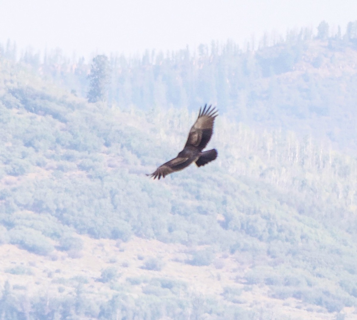 Turkey Vulture - ML641440720