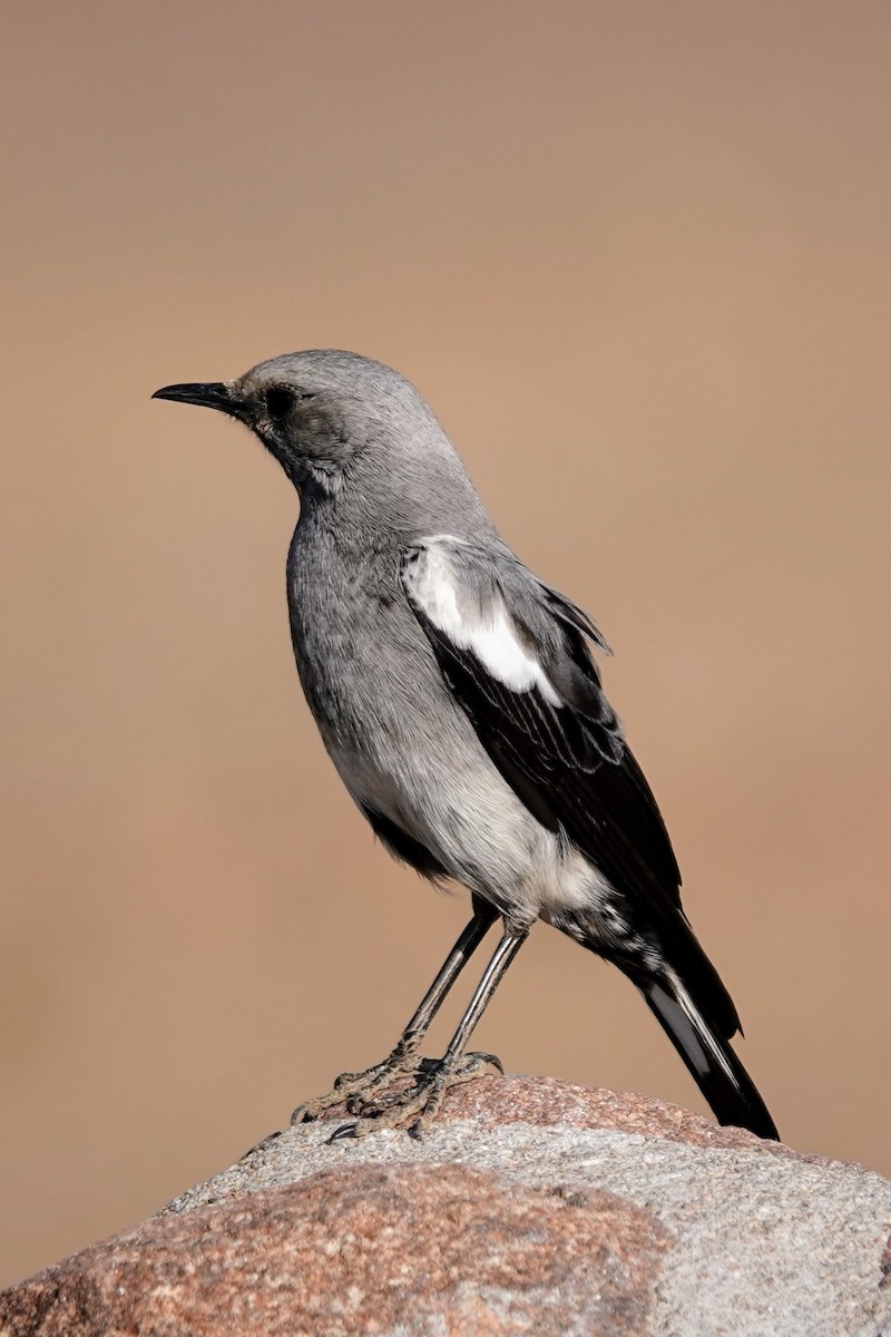 Mountain Chat - ML641440726