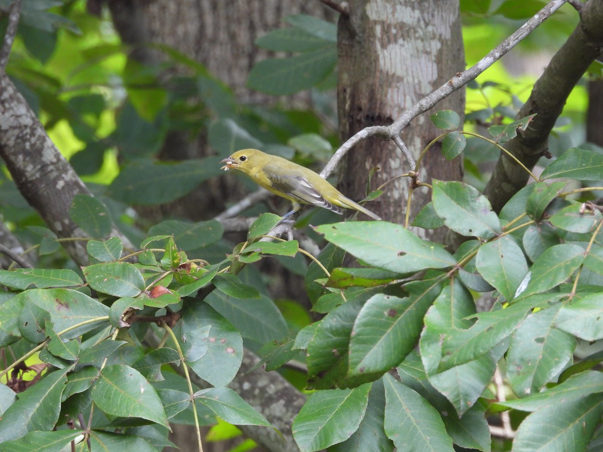 アカフウキンチョウ - ML641440727