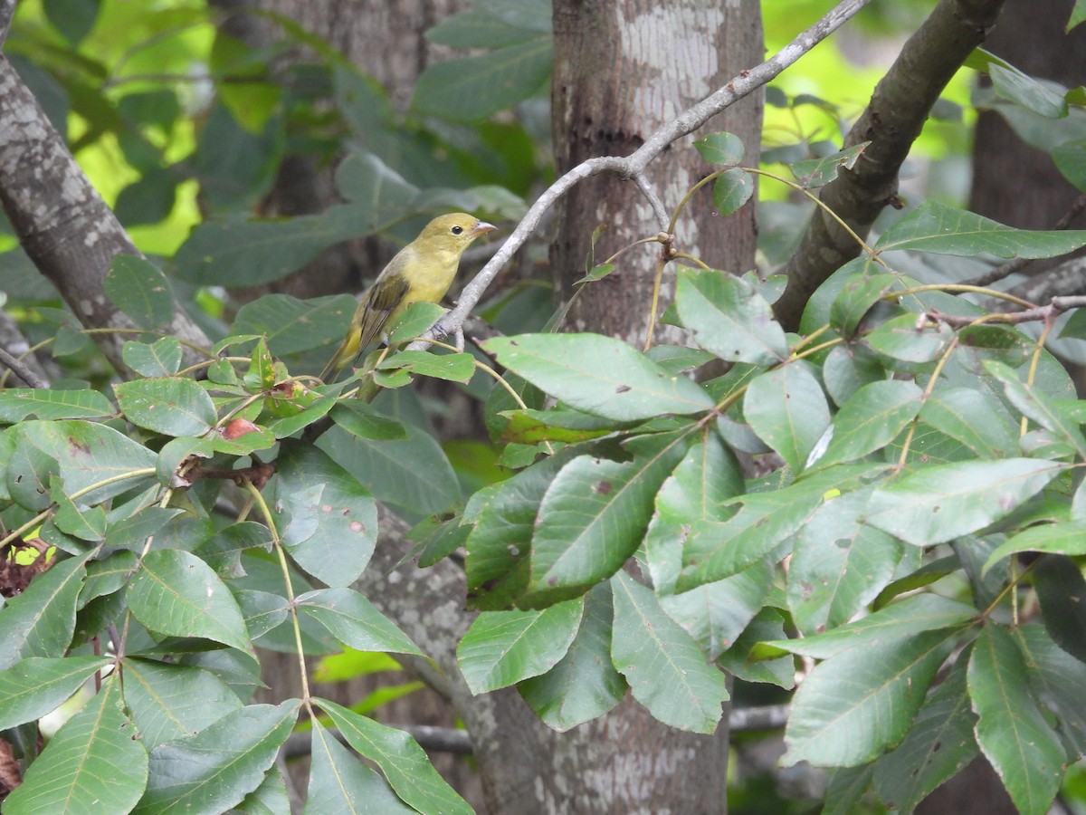 アカフウキンチョウ - ML641440728