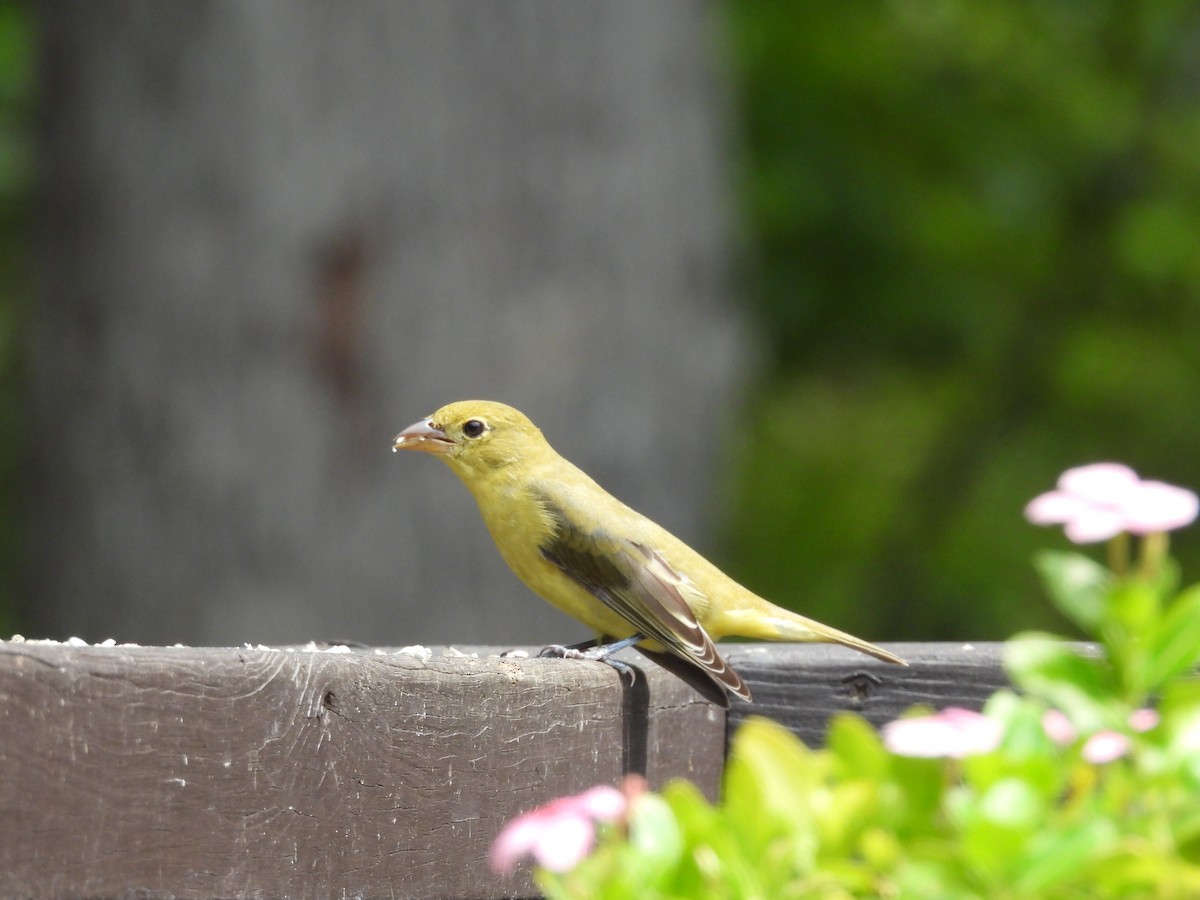 アカフウキンチョウ - ML641440729