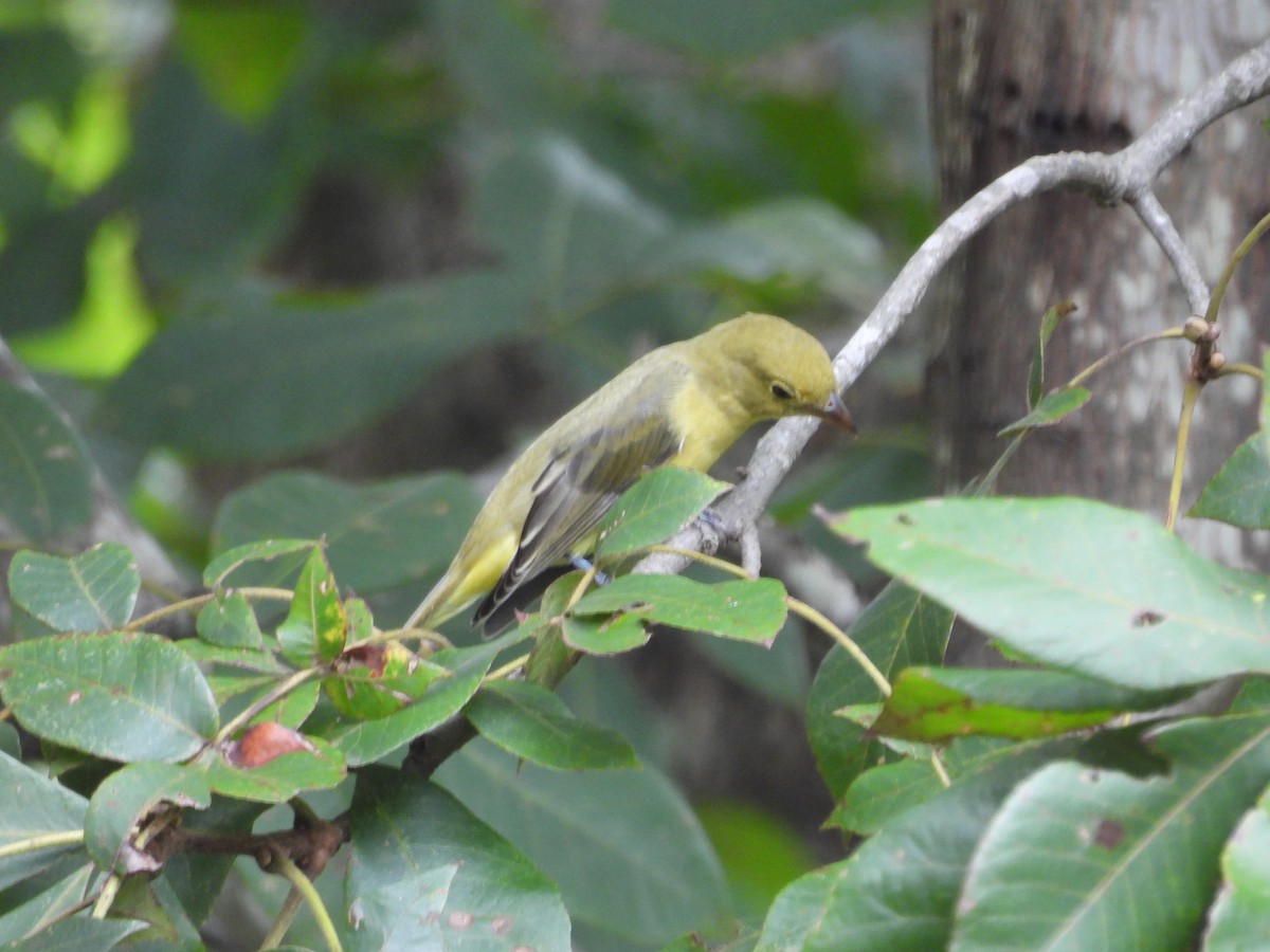 アカフウキンチョウ - ML641440730