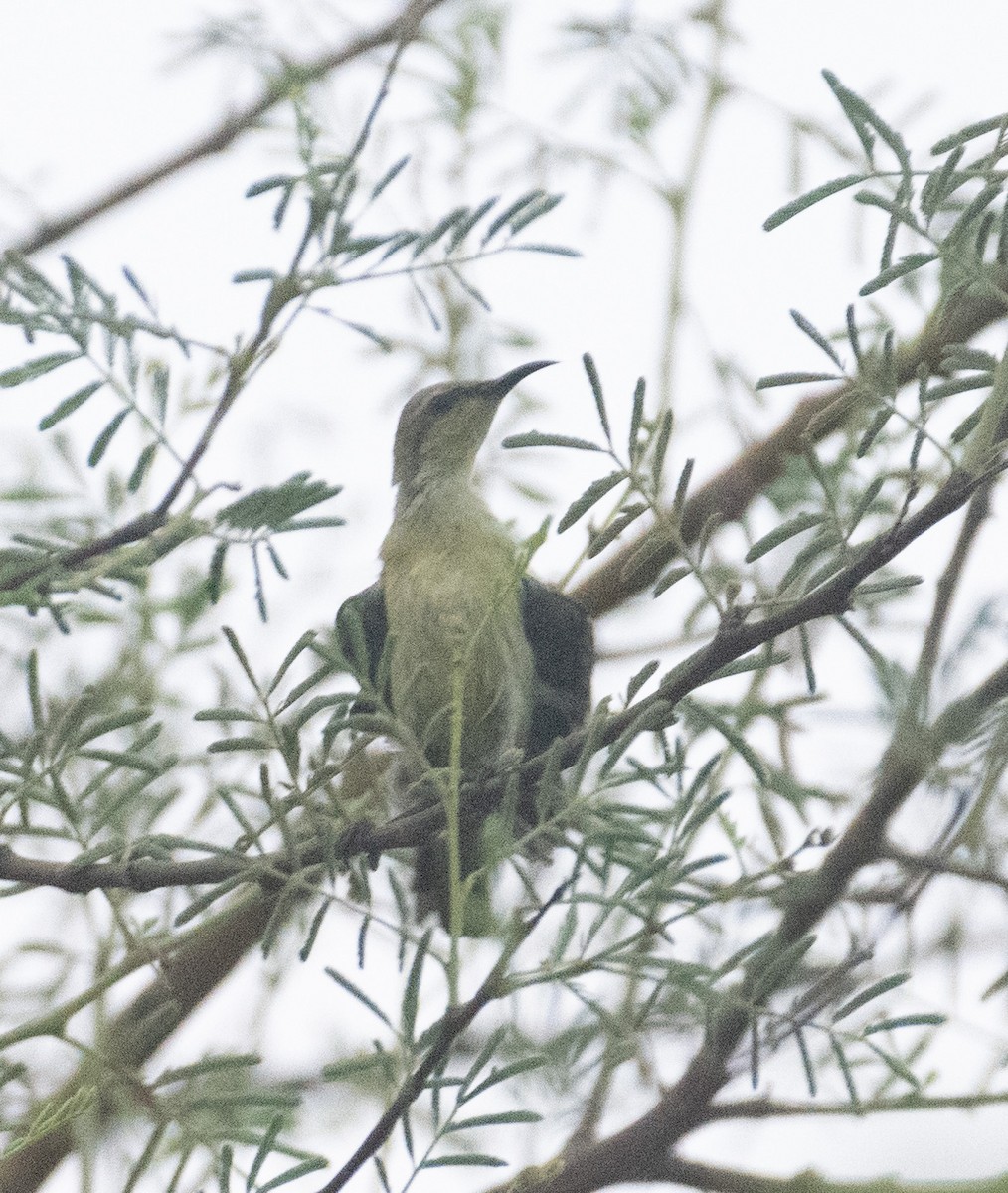 Purple Sunbird - ML641440756