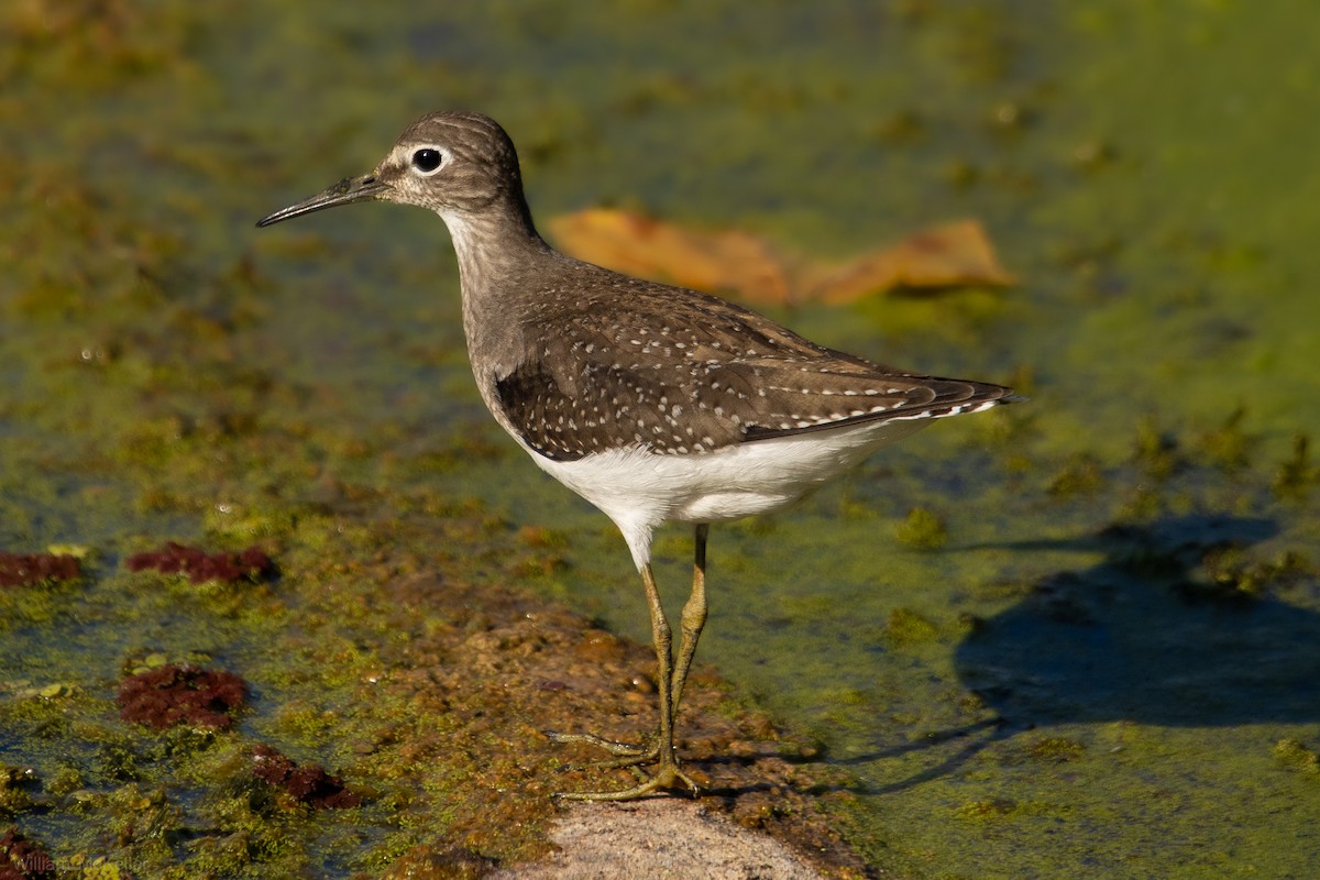 Solitary Sandpiper - ML641440764
