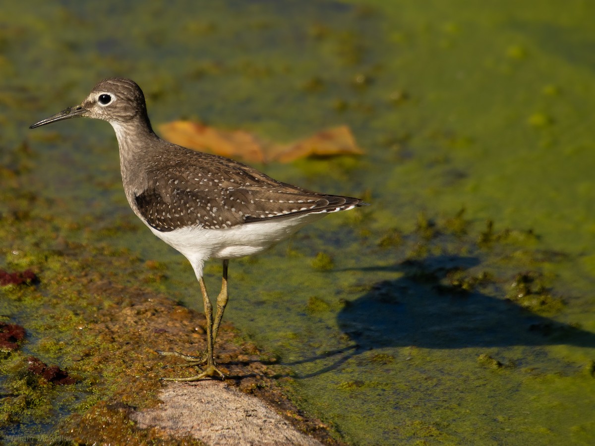 Solitary Sandpiper - ML641440765