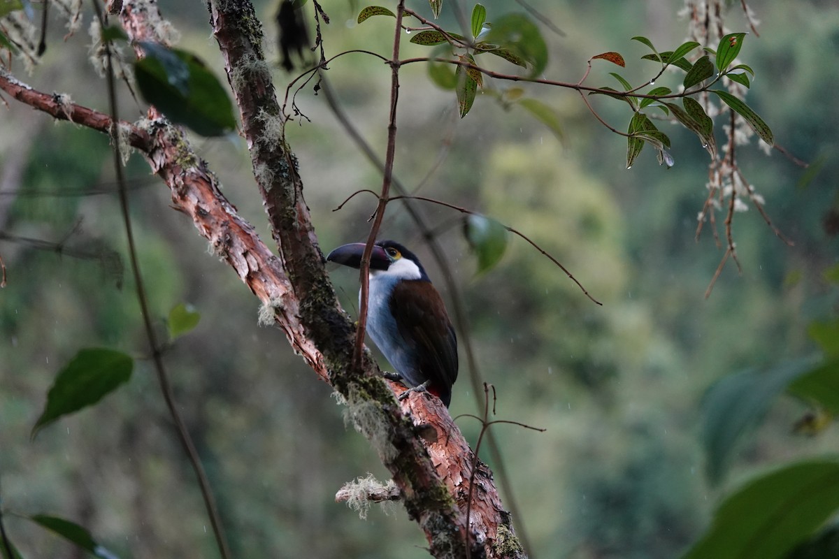 Black-billed Mountain-Toucan - ML641440773