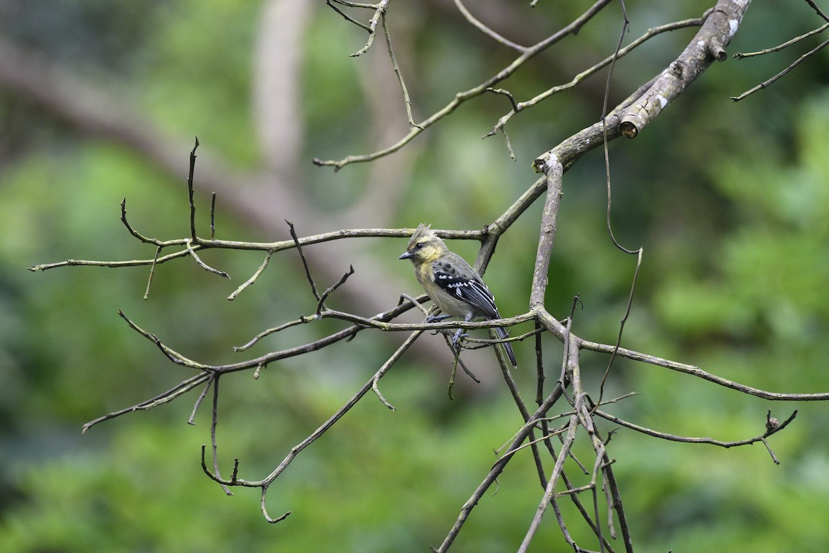 Indian Yellow Tit - ML641440791