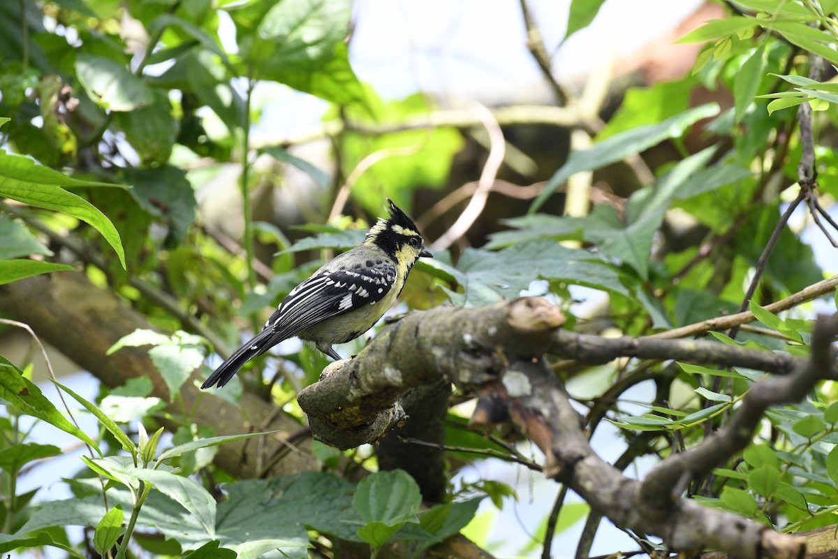 Indian Yellow Tit - ML641440792