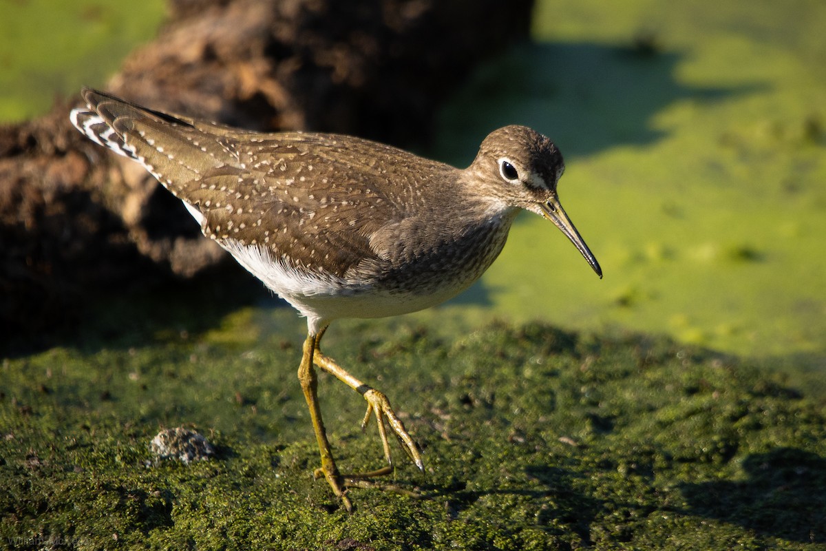 Solitary Sandpiper - ML641440812