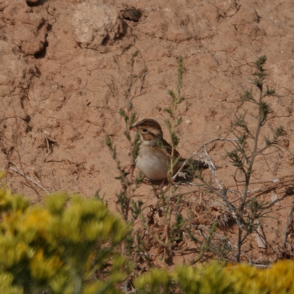 Clay-colored Sparrow - ML641440819