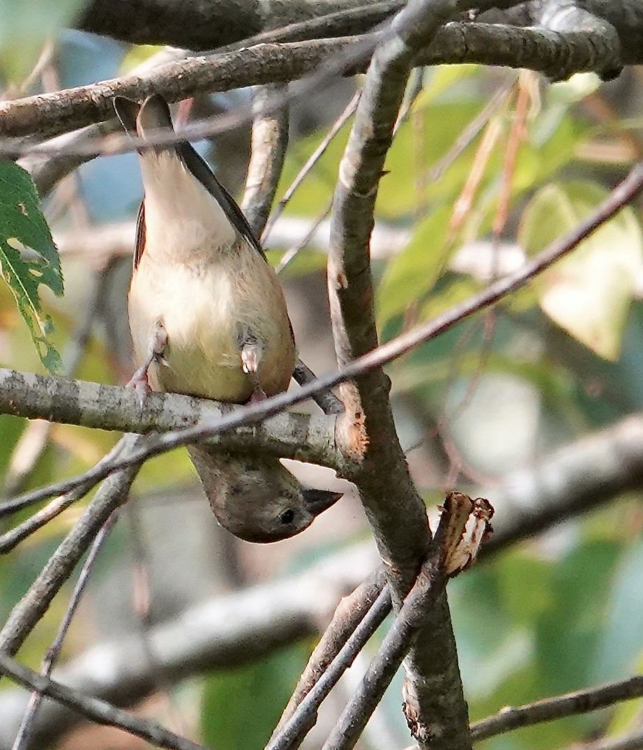 American Goldfinch - ML641440831