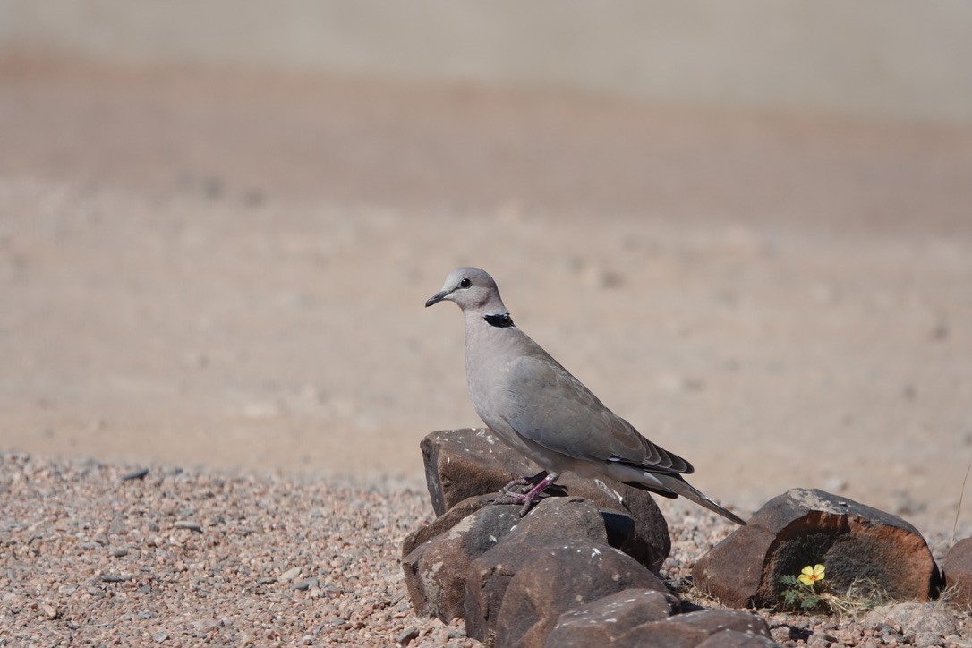 Ring-necked Dove - ML641440836
