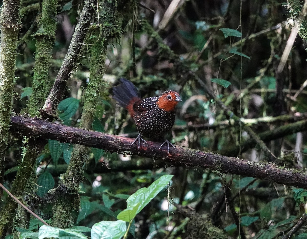 Ocellated Tapaculo - ML641440858