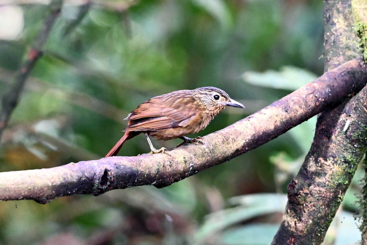 Black-billed Treehunter - ML641440880