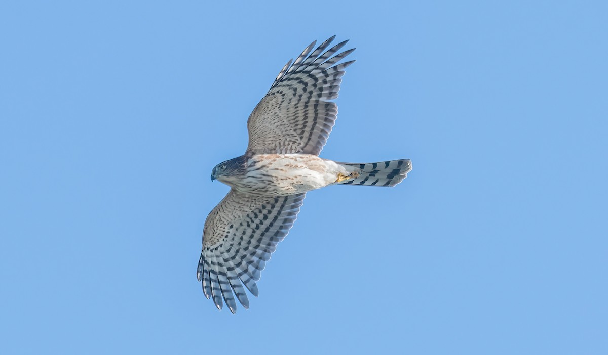 Sharp-shinned Hawk - ML641440886