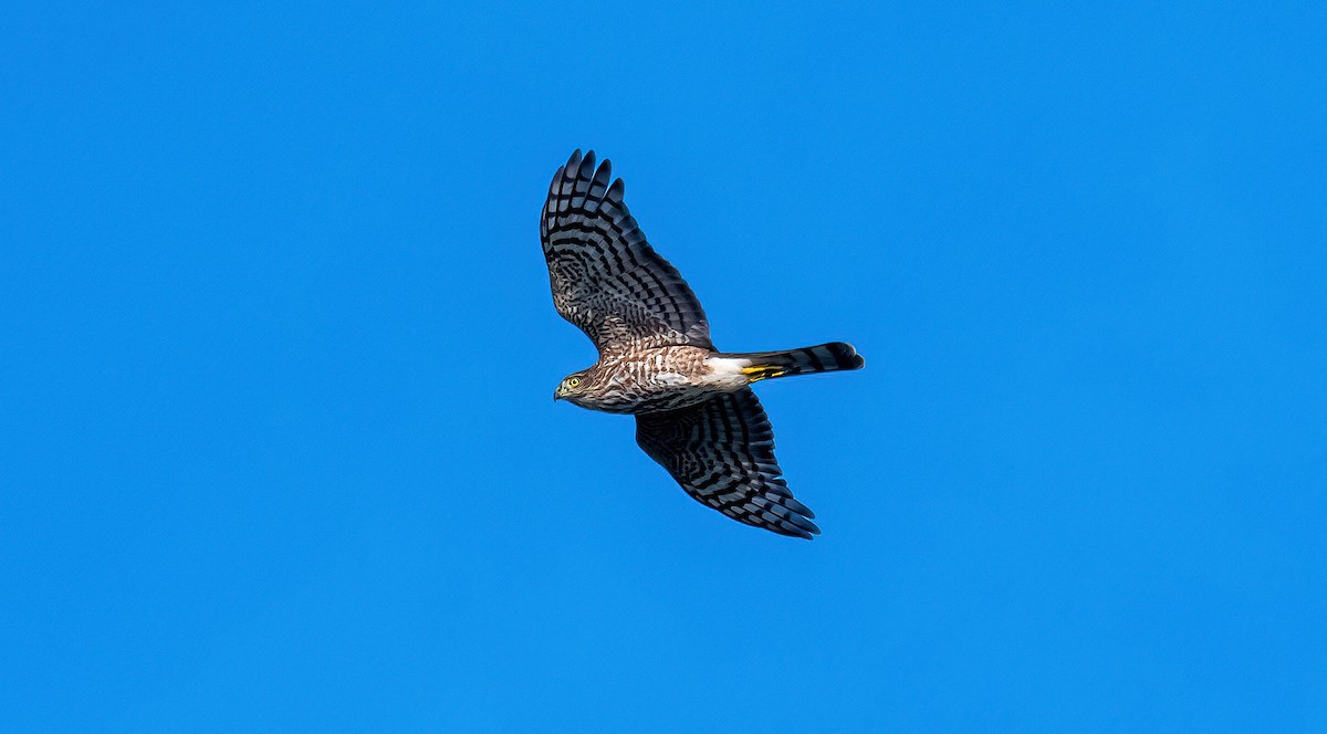 Sharp-shinned Hawk - ML641440887