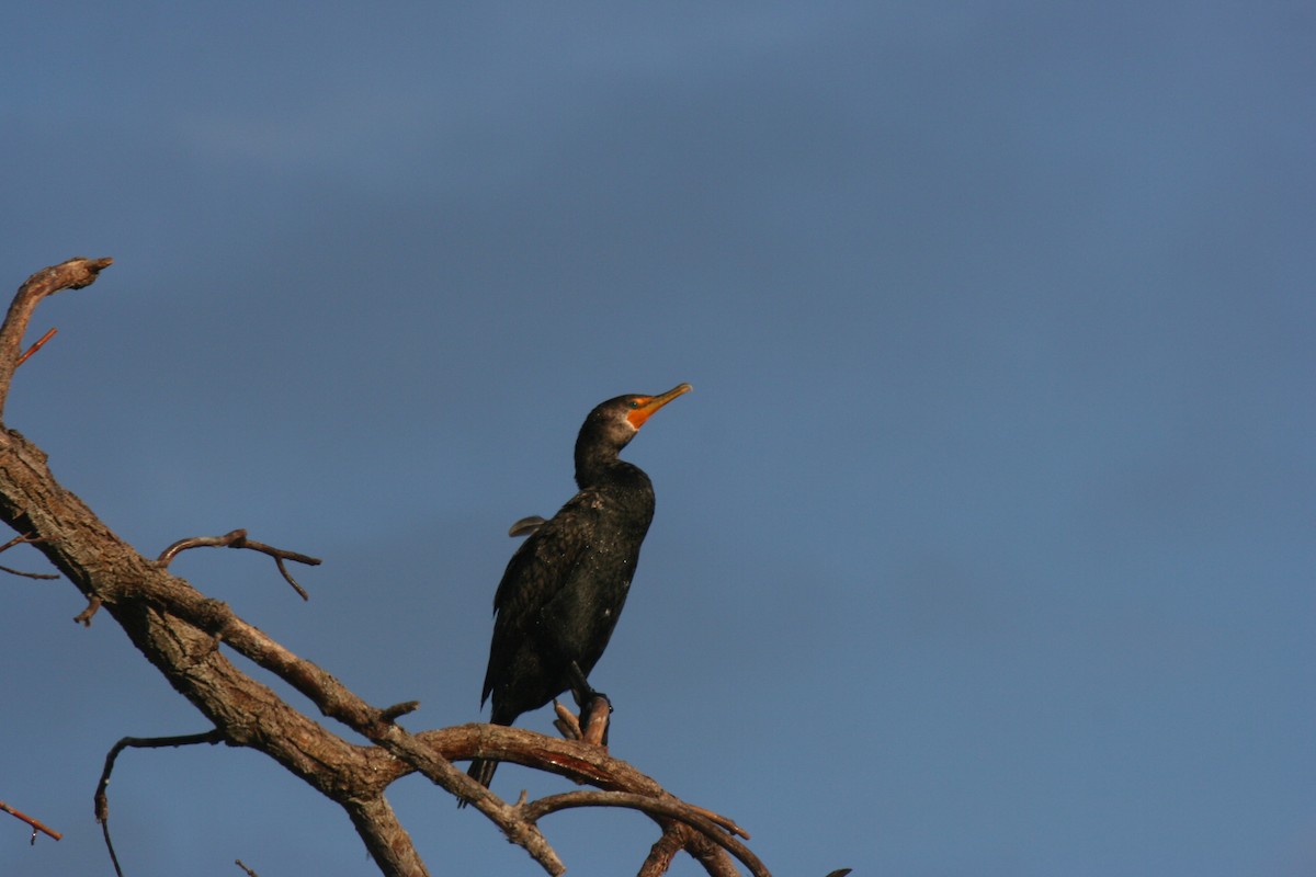 Double-crested Cormorant - ML641440910
