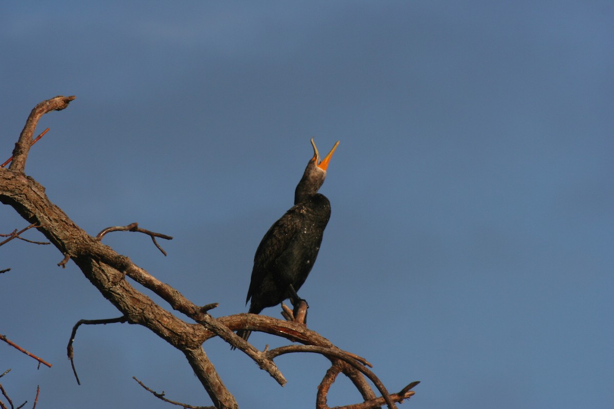 Double-crested Cormorant - ML641440911