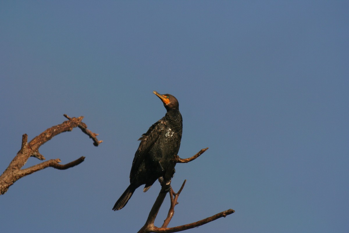 Double-crested Cormorant - ML641440912