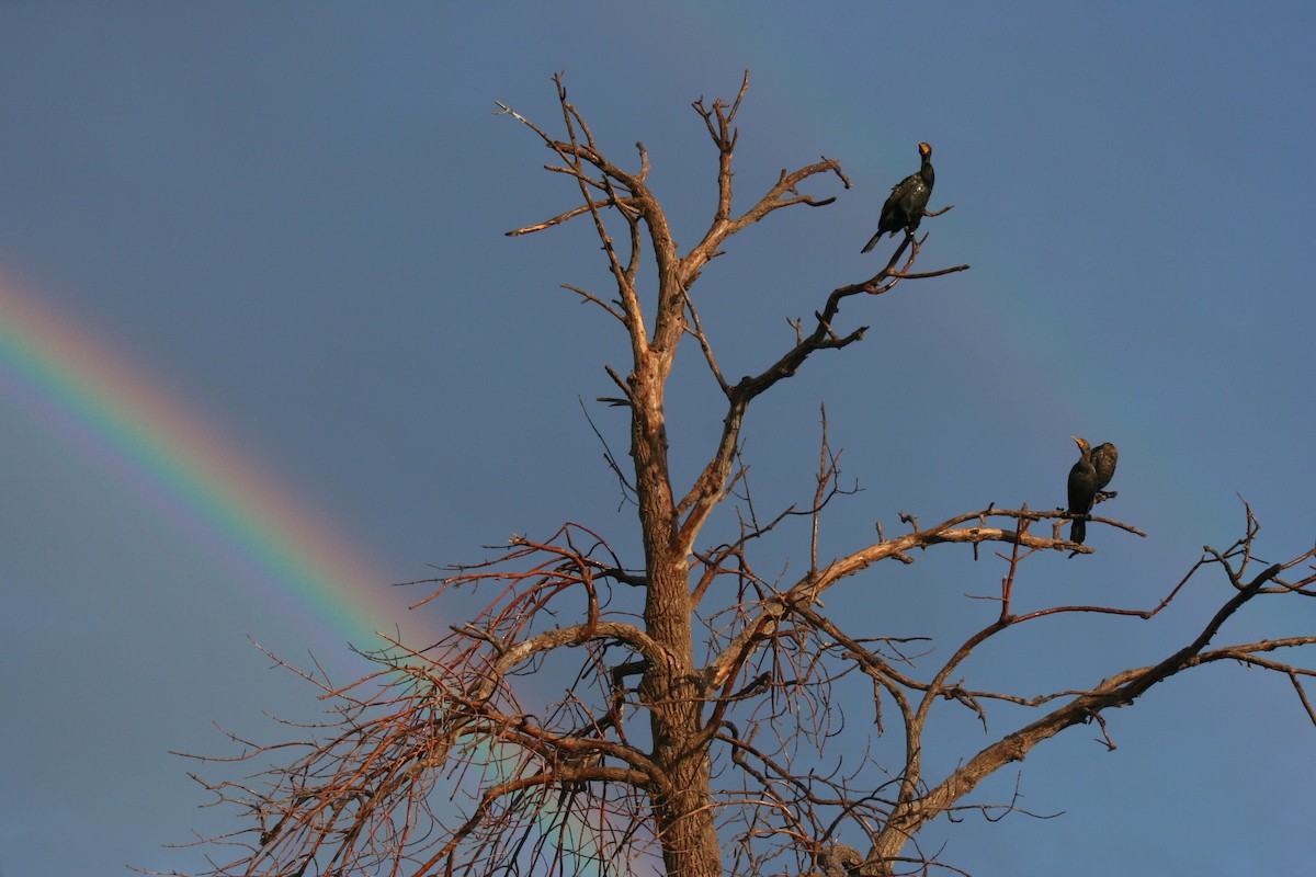 Double-crested Cormorant - ML641440953