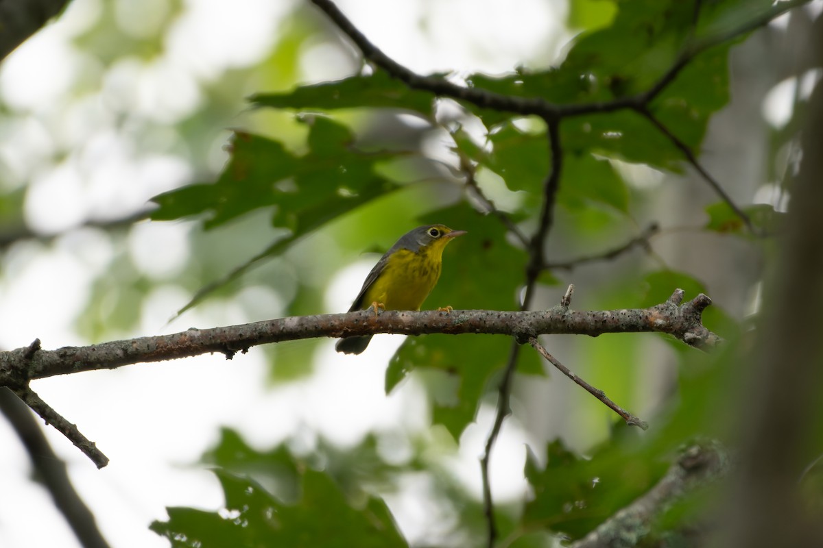 Canada Warbler - ML641440970
