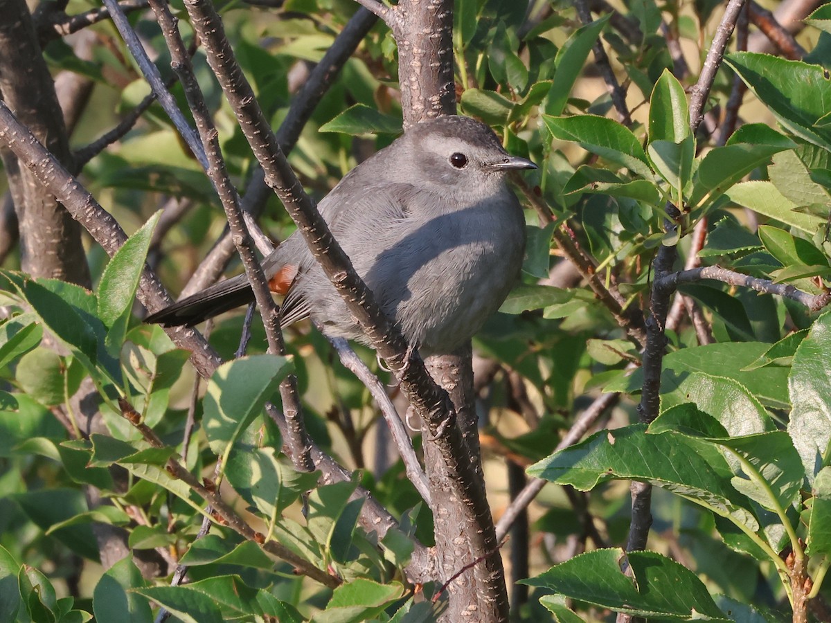 Gray Catbird - ML641441043