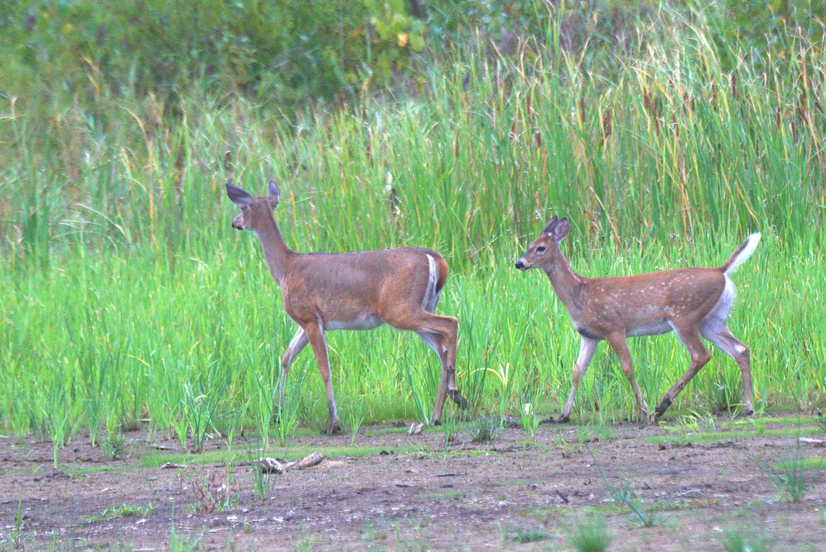 Animals - ML641441046