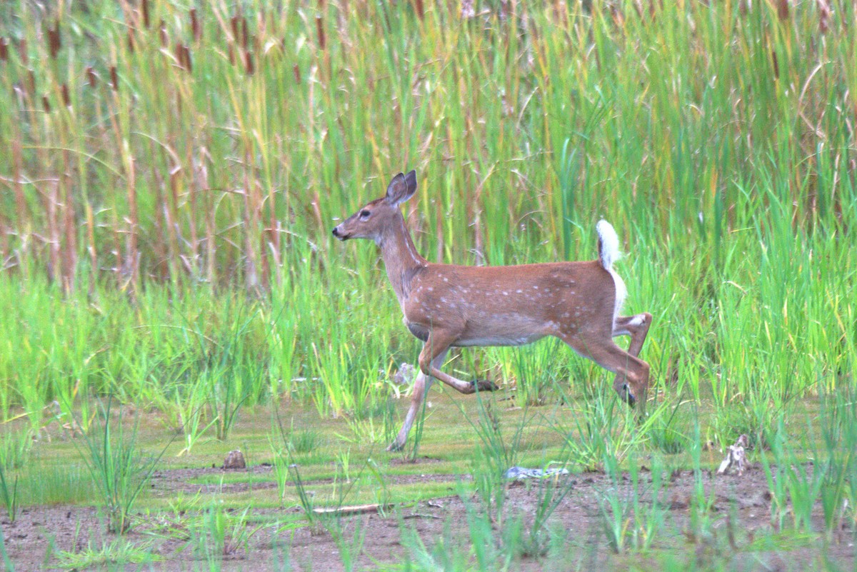 Animals - ML641441047