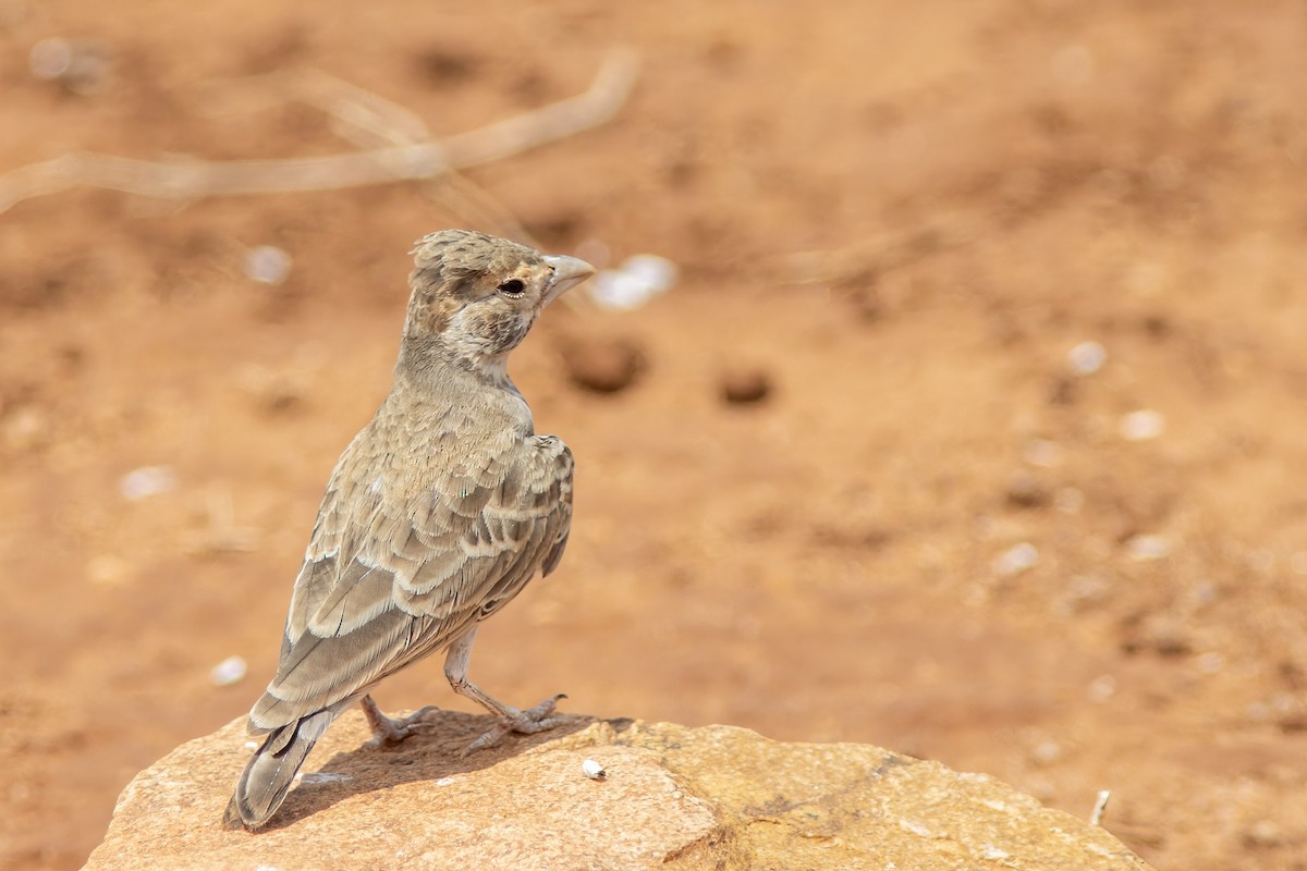 Chestnut-headed Sparrow-Lark - ML641441049