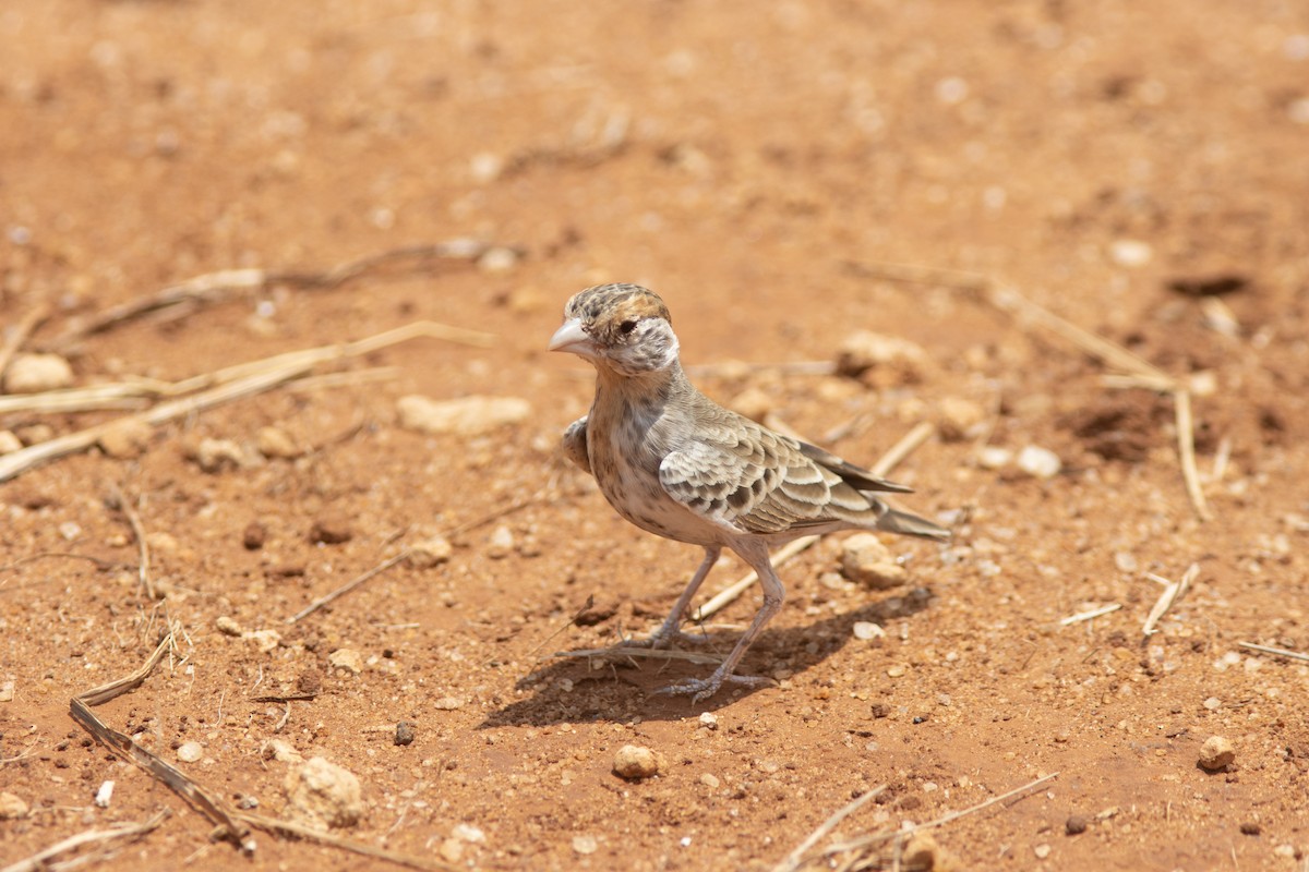 Chestnut-headed Sparrow-Lark - ML641441050