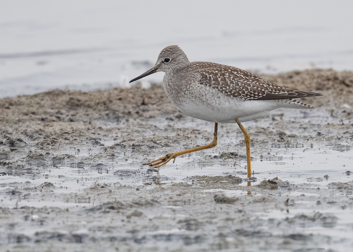 Lesser Yellowlegs - ML641441090