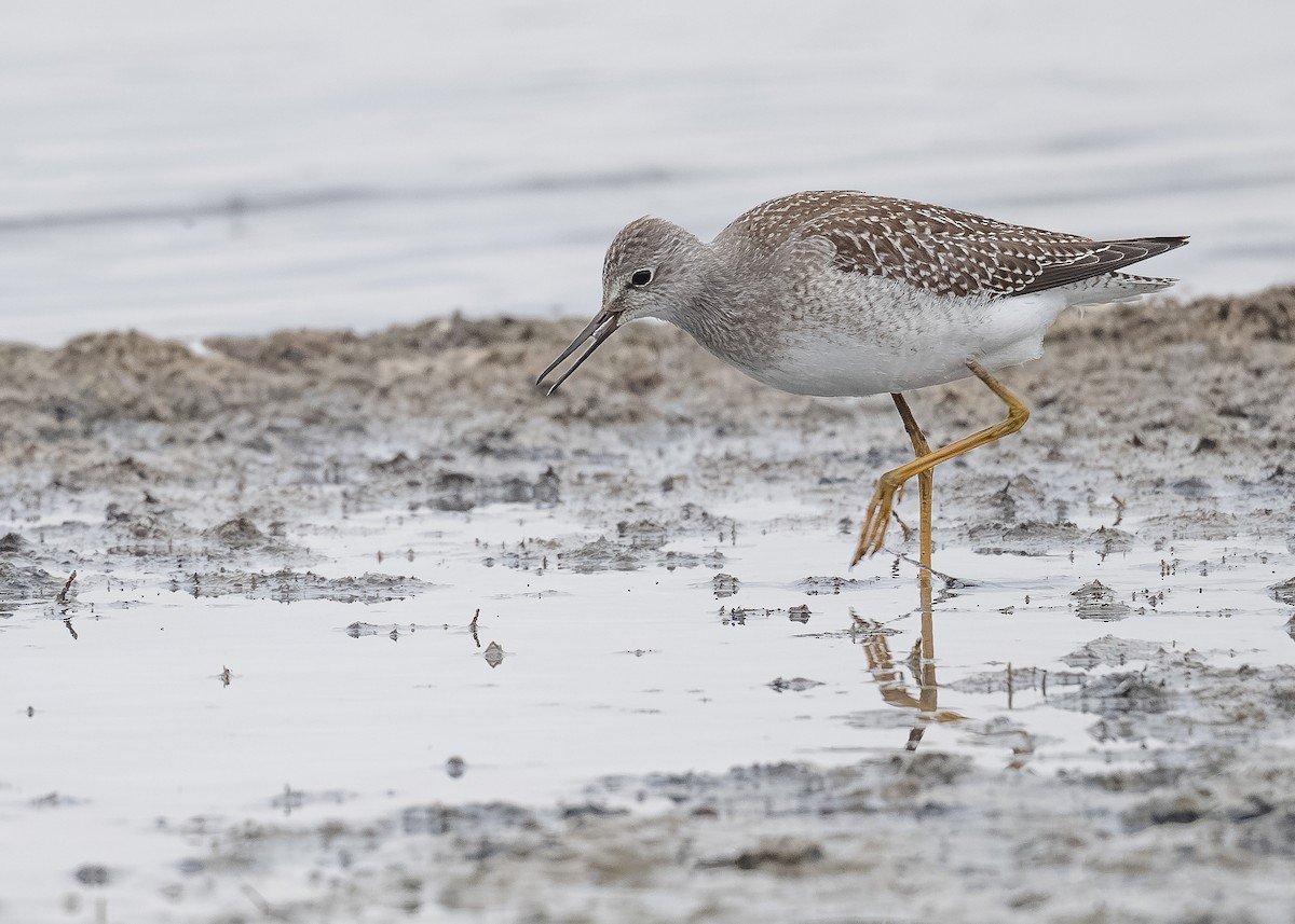 Lesser Yellowlegs - ML641441091