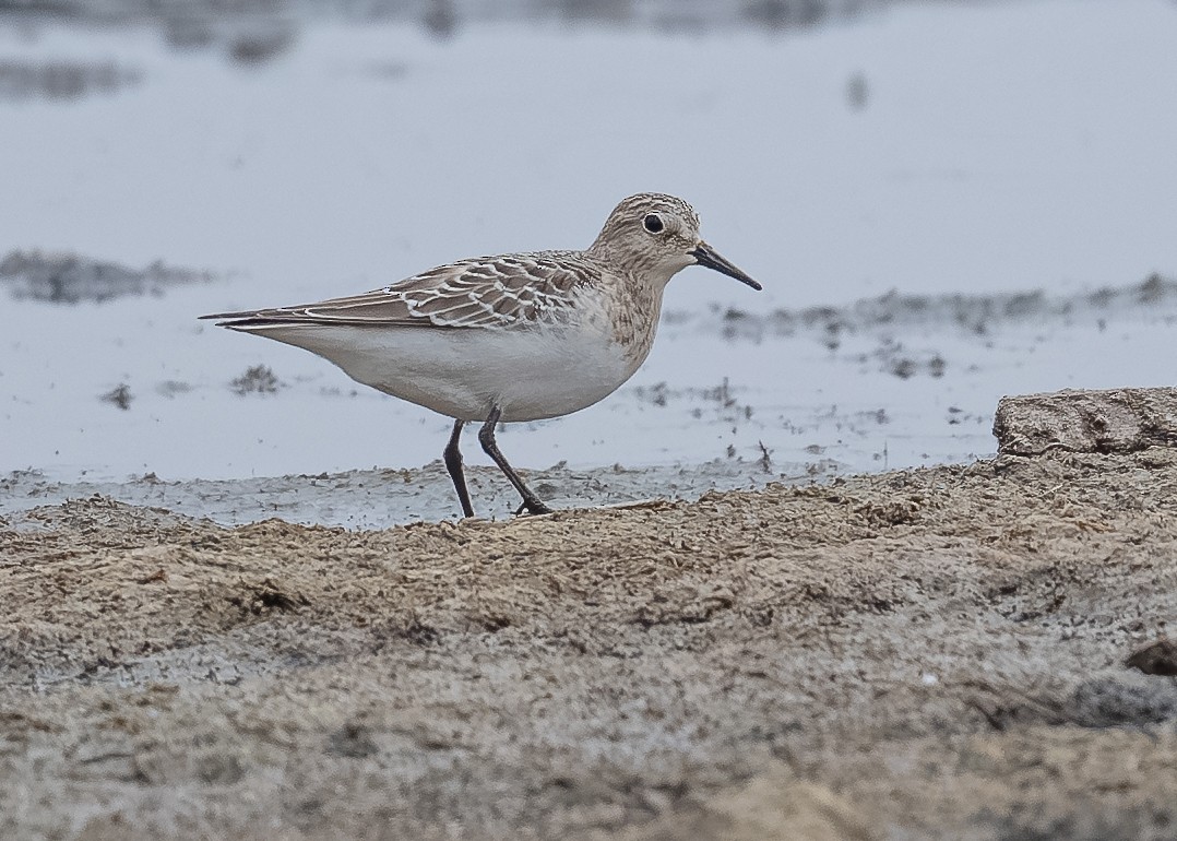 Baird's Sandpiper - ML641441098