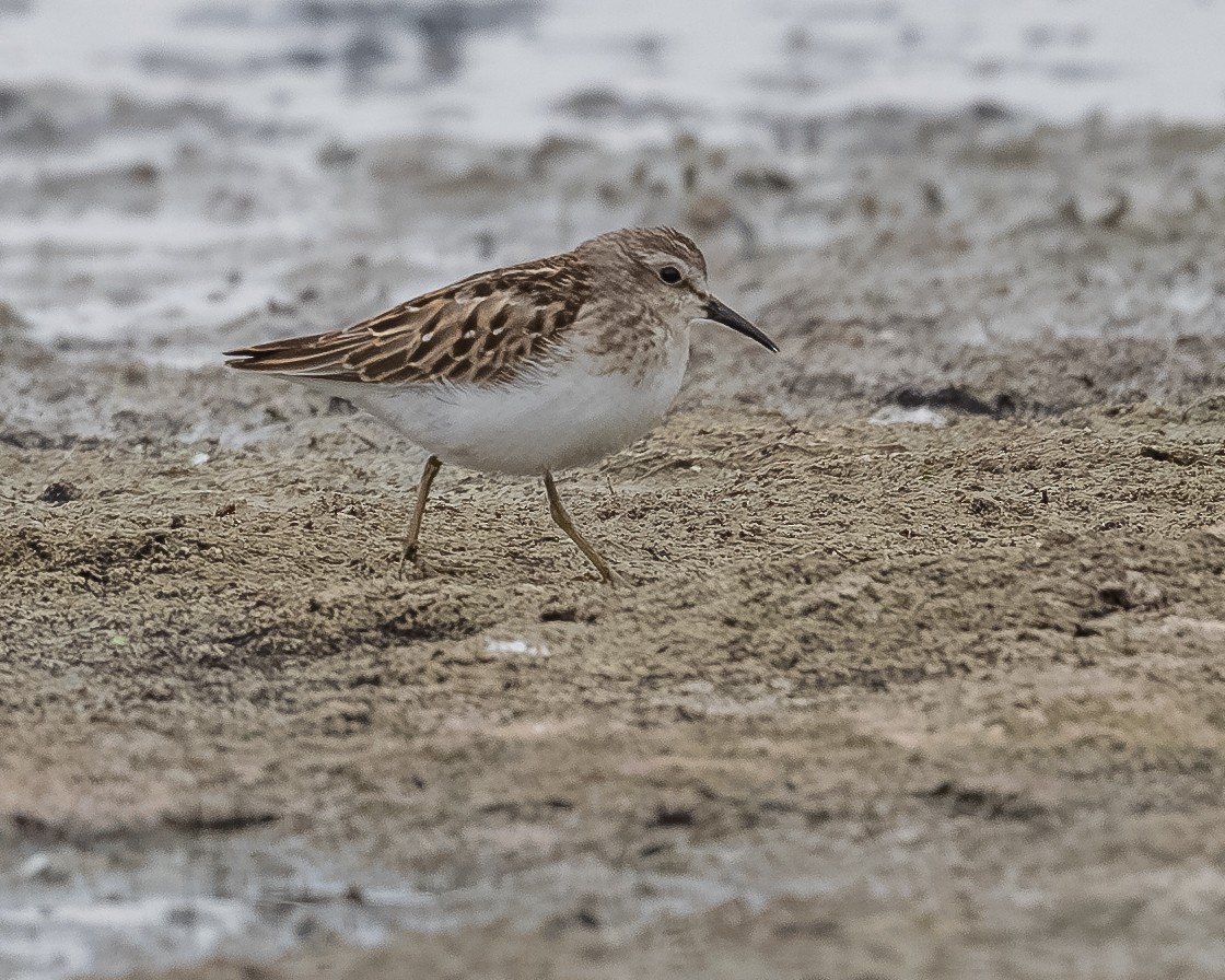 Least Sandpiper - ML641441103