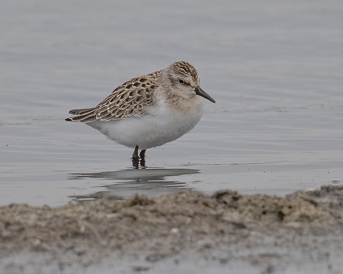 Semipalmated Sandpiper - ML641441120